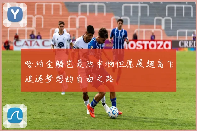 哈珀金鳞岂是池中物但愿展翅高飞追逐梦想的自由之路